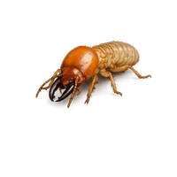 ter